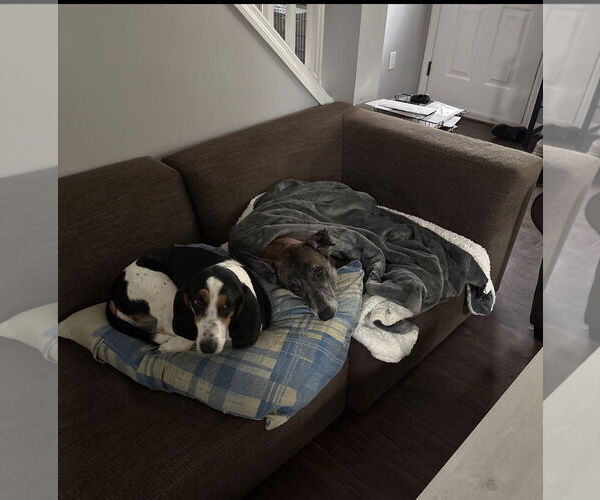 Medium Photo #15 Mutt Puppy For Sale in Stevens Point, WI, USA