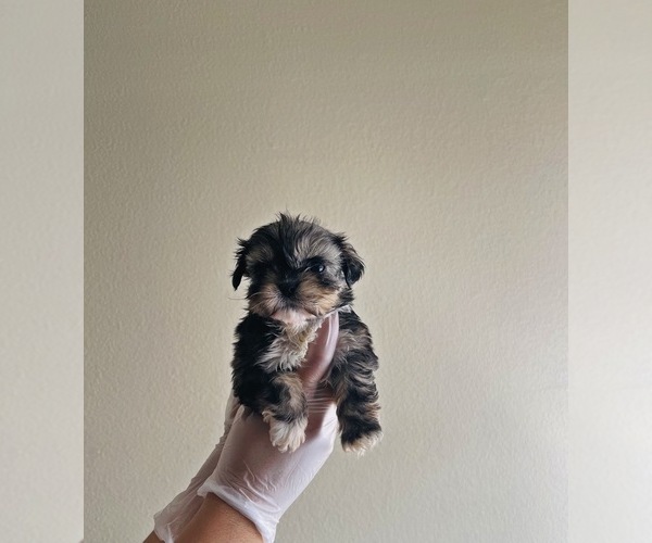 Medium Photo #3 Shih Tzu Puppy For Sale in EL PASO, TX, USA