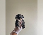 Small Photo #3 Shih Tzu Puppy For Sale in EL PASO, TX, USA