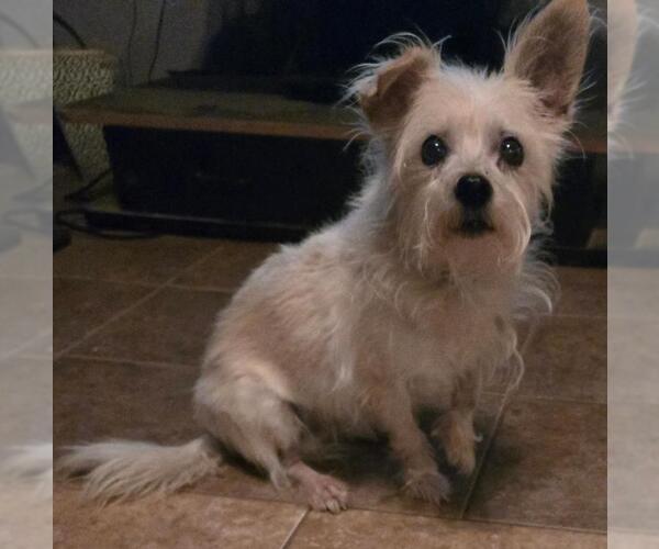 Medium Photo #2 Norfolk Terrier-Unknown Mix Puppy For Sale in San Antonio, TX, USA