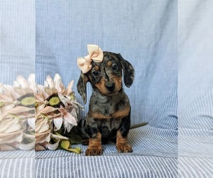 Miniature Australian Shepherd Puppy for sale in LEOLA, PA, USA