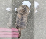 Small #1 Olde English Bulldogge