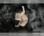 Puppy 1 Shih Tzu