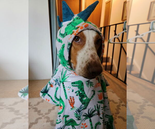 Medium Photo #5 Mutt Puppy For Sale in Rootstown, OH, USA