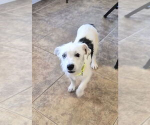 Mutt Dogs for adoption in Oak Bluffs, MA, USA