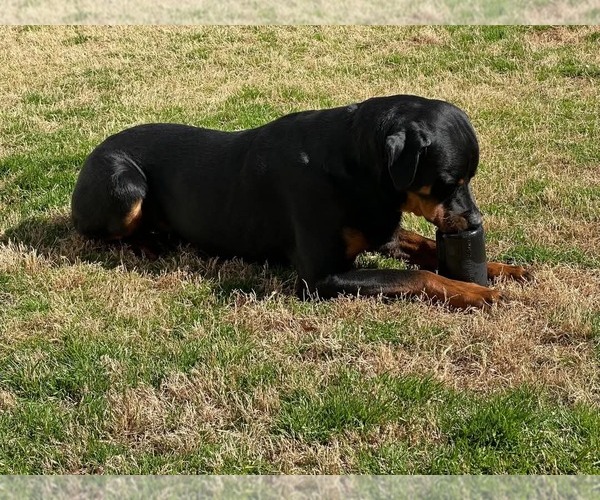 Medium Photo #4 Rottweiler Puppy For Sale in White Hall, AR, USA