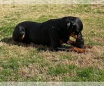 Small #3 Rottweiler