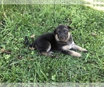 Small Photo #4 German Shepherd Dog Puppy For Sale in ROANOKE, VA, USA