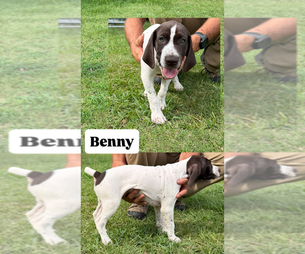 Medium Photo #1 German Shorthaired Pointer Puppy For Sale in HOPE MILLS, NC, USA