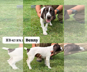 Medium German Shorthaired Pointer