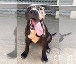 Small Photo #3 American Pit Bull Terrier-Unknown Mix Puppy For Sale in Wetumpka, AL, USA