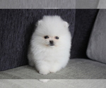 Small Photo #5 Pomeranian Puppy For Sale in MIAMI, FL, USA
