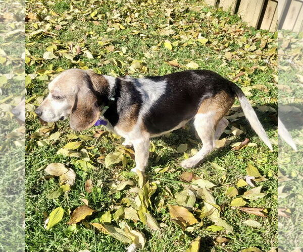 Medium Photo #2 Beagle Puppy For Sale in Batavia, OH, USA