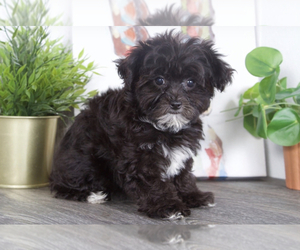 Yo-Chon Puppy for sale in RED LION, PA, USA