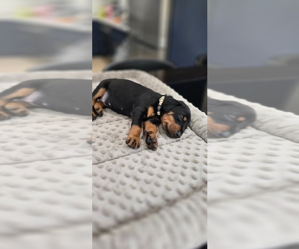 Medium Photo #20 Doberman Pinscher Puppy For Sale in WHEELING, IL, USA