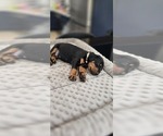 Small #3 Doberman Pinscher