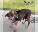Small #1 Beagle Mix