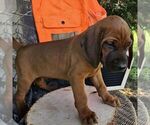 Small #4 Redbone Coonhound