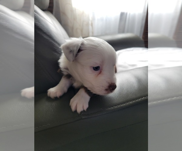 Medium Photo #12 Miniature Australian Shepherd Puppy For Sale in WILLIAMSBURG, CO, USA