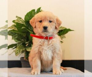 Golden Retriever Puppy for sale in LITITZ, PA, USA