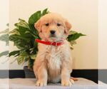 Small Golden Retriever