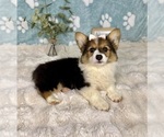 Small #2 Pembroke Welsh Corgi
