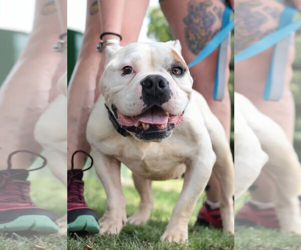 Medium Photo #7 Mutt Puppy For Sale in Philadelphia, PA, USA
