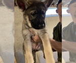 Small Photo #1 German Shepherd Dog-Siberian Husky Mix Puppy For Sale in NEWFIELD, NY, USA