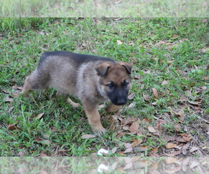German Shepherd Dog Puppy for sale in LAKELAND, FL, USA