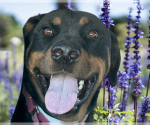 Rottweiler Dogs for adoption in Gilbert, AZ, USA