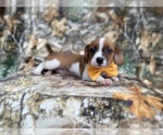 Small #3 Cavalier King Charles Spaniel-Jack Russell Terrier Mix
