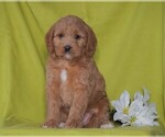 Small Photo #2 Miniature Labradoodle Puppy For Sale in FREDERICKSBG, OH, USA