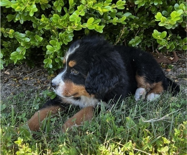 Medium Photo #1 Bernese Mountain Dog Puppy For Sale in CUBA, MO, USA