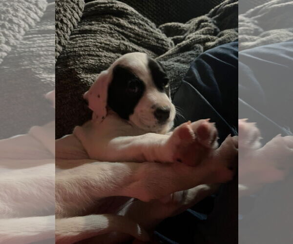 Medium Photo #7 Mutt Puppy For Sale in Germantown, OH, USA