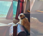 Small #6 Norfolk Terrier Mix