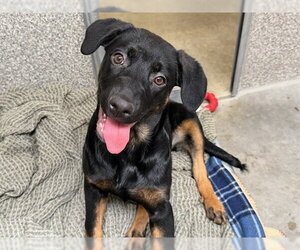 Rottweiler-Unknown Mix Dogs for adoption in Santa Rosa, CA, USA