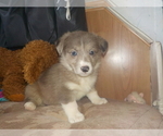 Small Photo #23 Australian Shepherd-Pembroke Welsh Corgi Mix Puppy For Sale in GALLEGOS, NM, USA