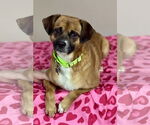 Small Puggle