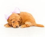 Small Photo #3 Goldendoodle (Miniature) Puppy For Sale in LITTLE ROCK, AR, USA