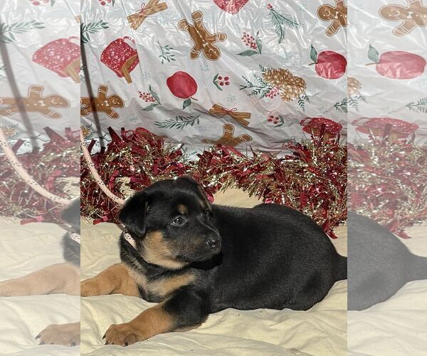 Medium Photo #1 Doberman Pinscher-German Shepherd Dog Mix Puppy For Sale in HOPKINSVILLE/PRINCETON, KY, NH, USA