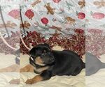 Small Doberman Pinscher-German Shepherd Dog Mix