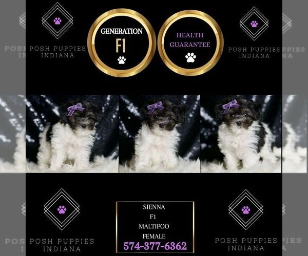Medium Photo #6 Maltipoo Puppy For Sale in WARSAW, IN, USA