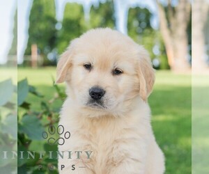 Golden Retriever Puppy for sale in NEWPORT, PA, USA