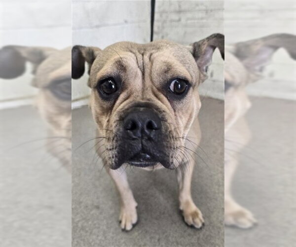 Medium Photo #1 French Bulldog-Unknown Mix Puppy For Sale in San Bernardino, CA, USA