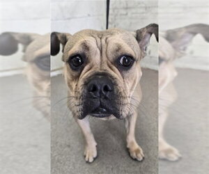 French Bulldog-Unknown Mix Dogs for adoption in San Bernardino, CA, USA