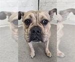 JUSTINE - Female French Bulldog-Unknown Mix Dog for Adoption - Small photo
