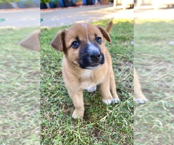Medium Photo #10 Australian Cattle Dog Puppy For Sale in RAMONA, CA, USA