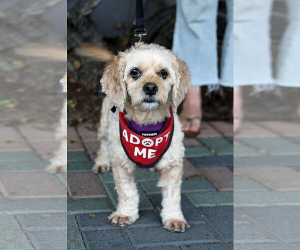 Medium Photo #7 Silky Cocker Puppy For Sale in Mission Viejo, CA, USA