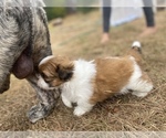 Small Photo #46 Shih Tzu Puppy For Sale in VENETA, OR, USA