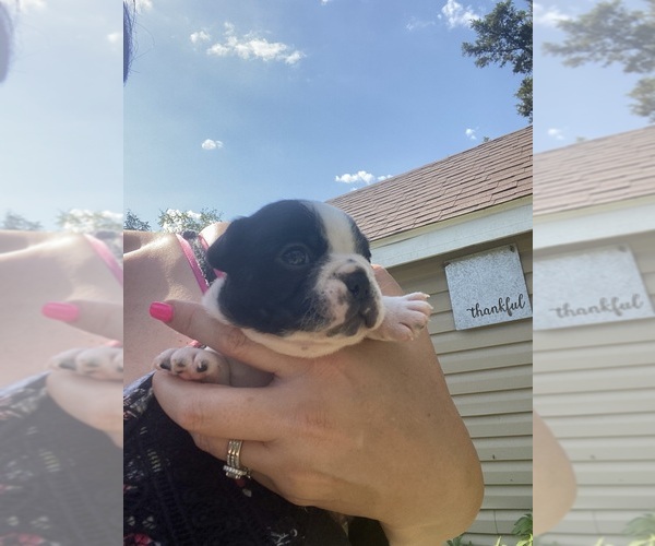 Medium Photo #2 Boston Terrier Puppy For Sale in FREDONIA, KS, USA